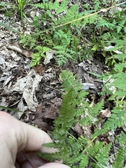 Botrypus virginianus