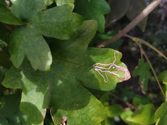 Stigmella aceris