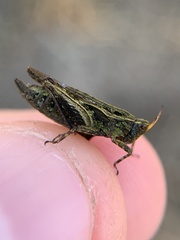 Tettigidea lateralis