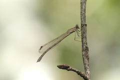 Sympecma paedisca