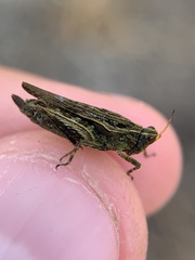Tettigidea lateralis