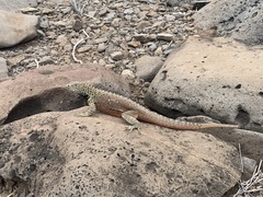 Microlophus delanonis