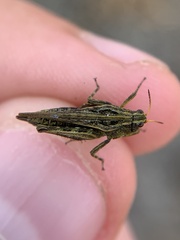 Tettigidea lateralis