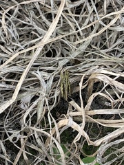 Tettigidea lateralis