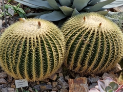 Kroenleinia grusonii