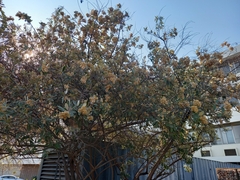 Brachylaena discolor