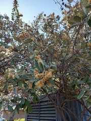 Brachylaena discolor