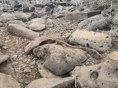 Microlophus delanonis