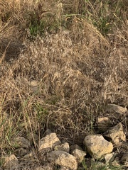 Bromus