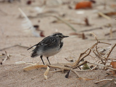 Motacilla alba yarrellii