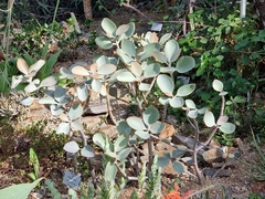 Kalanchoe orgyalis