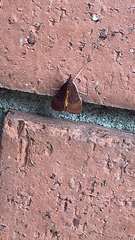 Uresiphita