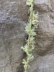Cladonia leporina