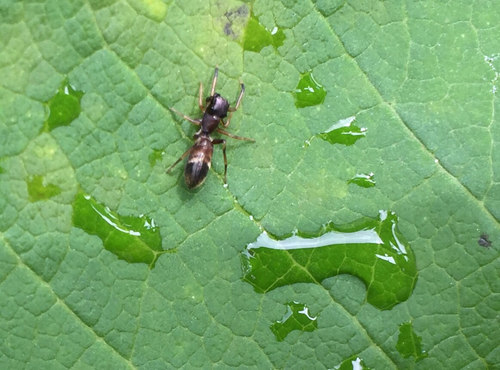 Myrmarachne formicaria