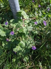 Geranium pyrenaicum