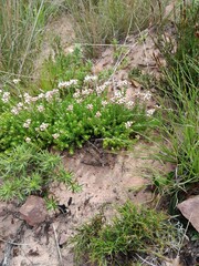 Helichrysum teretifolium