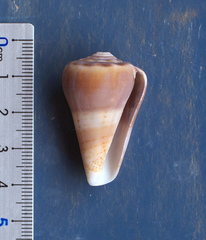 Conus pauperculus