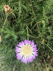 Plectocephalus chilensis