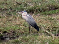 Ardea cinerea cinerea