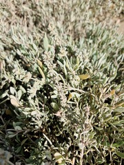 Atriplex portulacoides