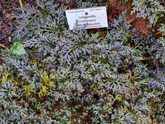 Selaginella erythropus