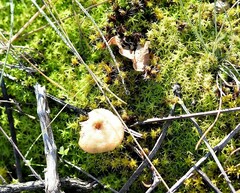Stropharia coronilla