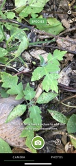 Polymnia canadensis