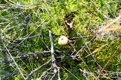 Stropharia coronilla
