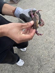 Metacarcinus gracilis