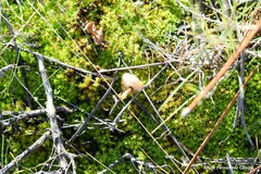 Stropharia coronilla