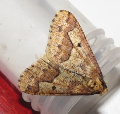 Erannis defoliaria