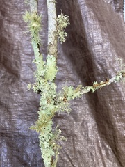 Cladonia leporina