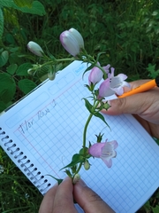 Penstemon campanulatus