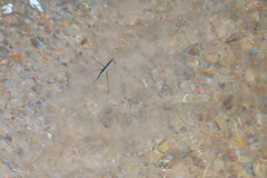 Cylindrostethus
