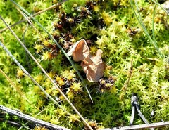 Tortella squarrosa