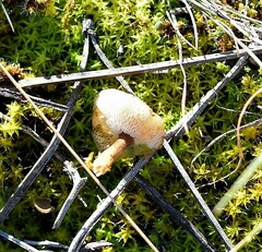 Stropharia coronilla