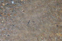 Cylindrostethus