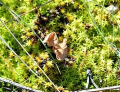 Craterellus lutescens