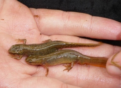 Lissotriton