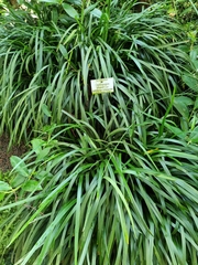 Ophiopogon jaburan