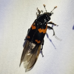 Nicrophorus sayi