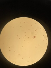 Euglena