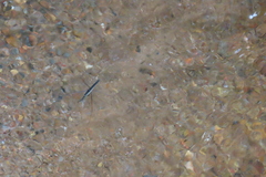 Cylindrostethus