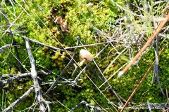 Stropharia coronilla