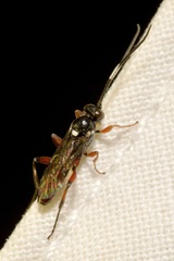 Apaeleticus bellicosus
