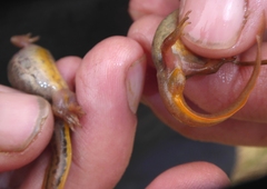 Lissotriton