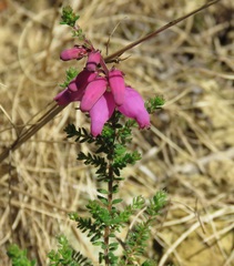 Erica ciliaris