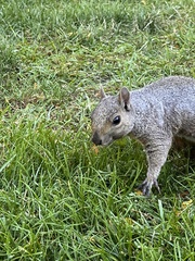 Sciurus carolinensis