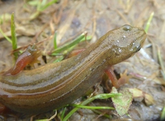Lissotriton