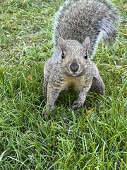 Sciurus carolinensis